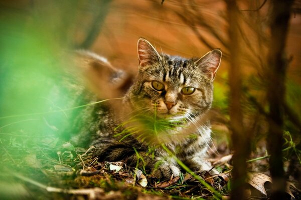 Katze, Lichtspiel, Wald