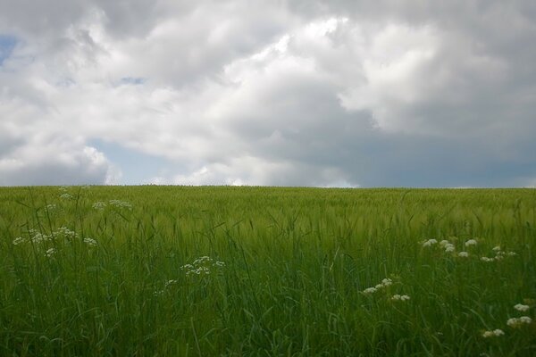 Grüner Rasen und dunkle Wolken