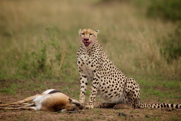 The cheetah has overtaken the prey. Feasting