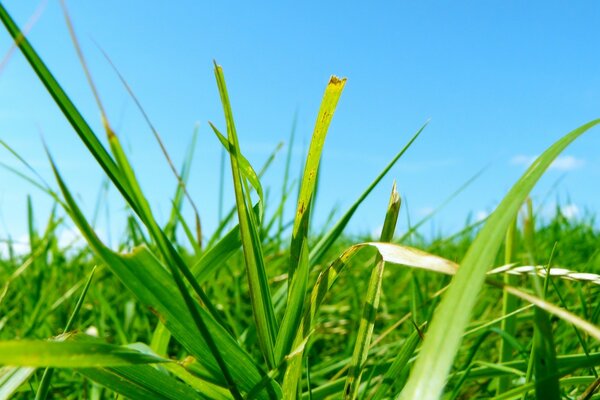 Bright green grass in the sun