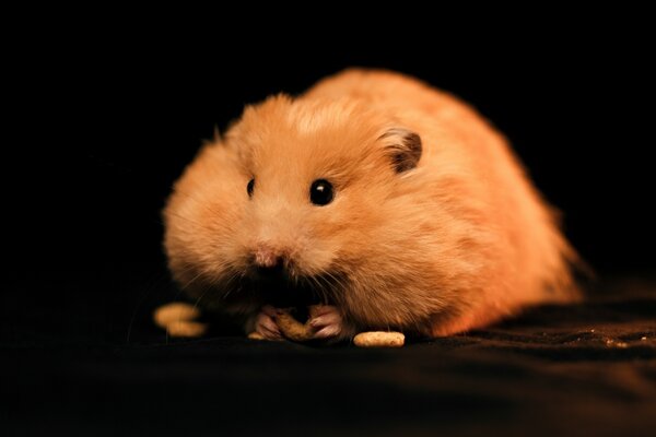 Der Hamster machte eine gute Versorgung mit Nahrung für den Winter