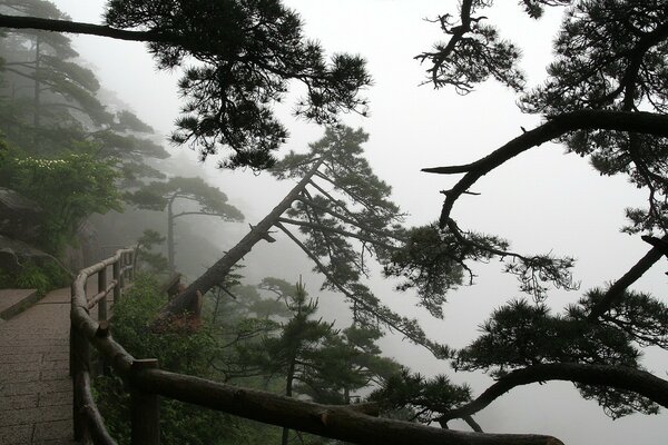 The path between the trees in the fog