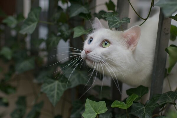 Eine weiße Katze sitzt auf einem Zaun