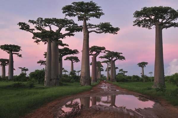 Baobabs auf der Straße vor Pfützen