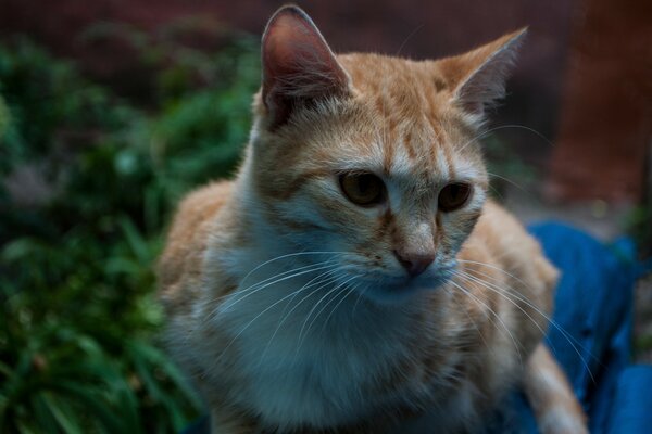 Gatto rosso ferito con occhi tristi