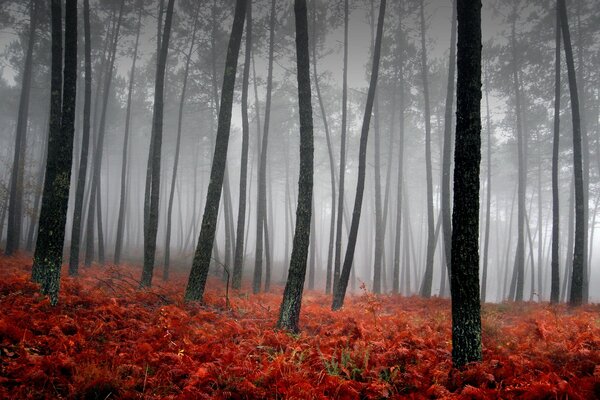 Nebel im Wald mit rotem Gras