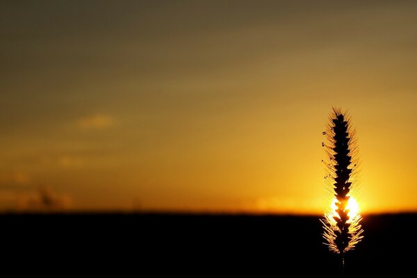 Una espiga al atardecer que cubre el sol