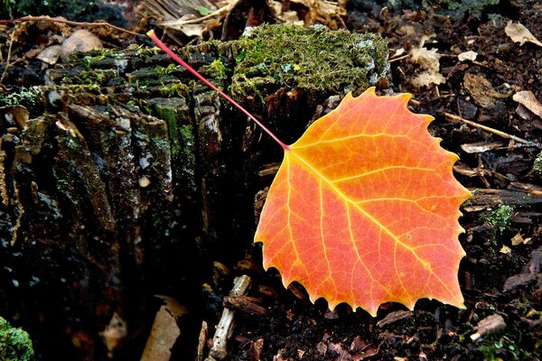 A lonely leaf in autumn