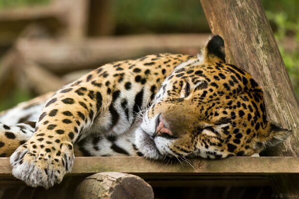 Il bellissimo gatto selvatico Giaguaro dorme dolcemente