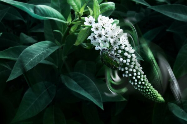 Grande Scarabeo verde su Fiori Bianchi