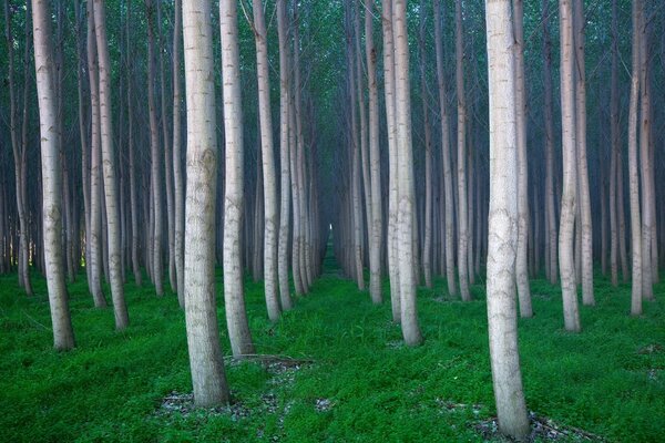 Grünes Gras Bäume im Wald