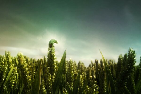 A lizard sits on a wheat spike