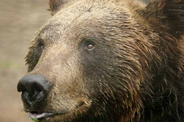 Dangerous bear shows tongue