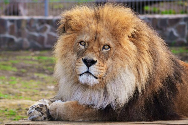 Il leone è il re di tutti gli animali