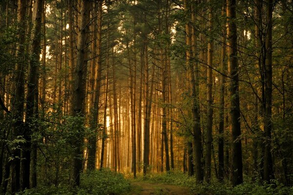 Sonnenuntergang im Pinienwald. Licht durch die Bäume