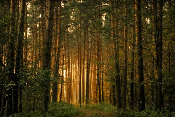 Coucher de soleil dans la forêt de pins. Lumière à travers les arbres