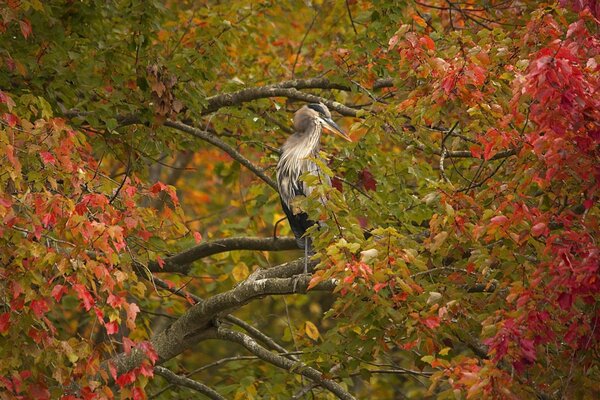 Graureiher im Herbstwald