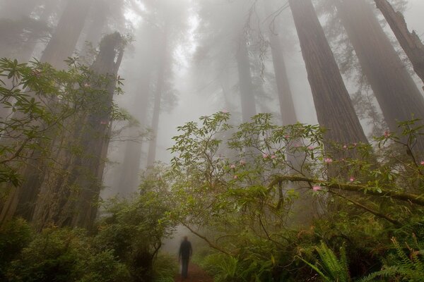 A man in a foggy forest walking along a path