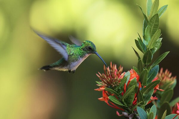 Colibrí en pooete se alimenta de polen