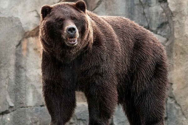 Grosse bête. Ours dans le zoo