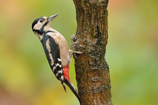 Pájaro carpintero sentado en el tronco de un árbol