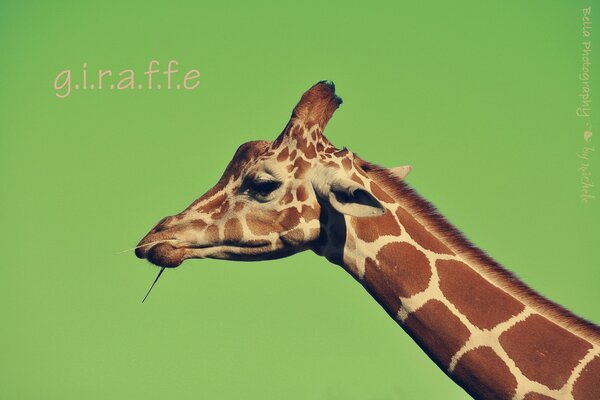 A picture of a giraffe on a solid background with the inscription