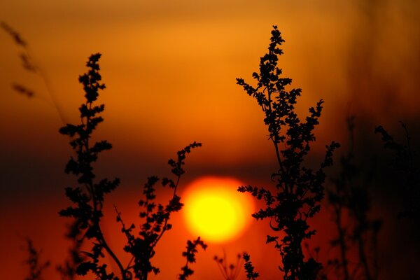 Sonne bei Sonnenuntergang unter der Pflanze