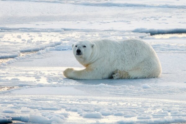 Ein Eisbär liegt im Schnee