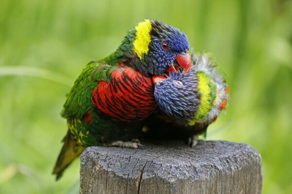 A couple of multicolored lorikeets are cooing sweetly on a stump