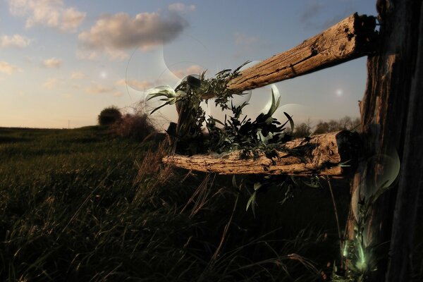 Wooden sticks among the green grass