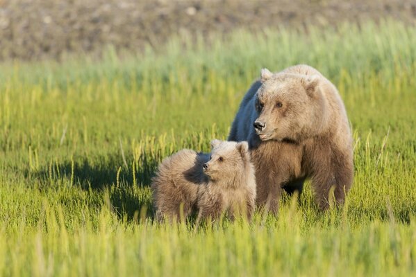 Медведица с медвежонком прогулка на лугу