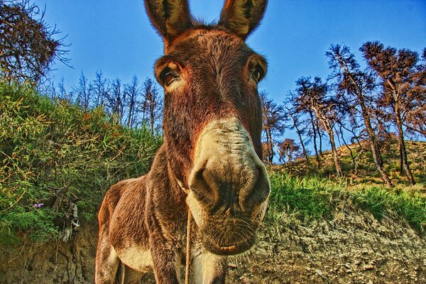 Un burro al pie de la montaña mastica hierba