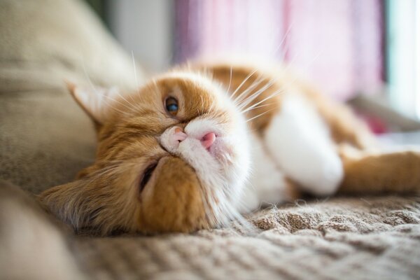 Chat blanc-rouge au repos dans le lit