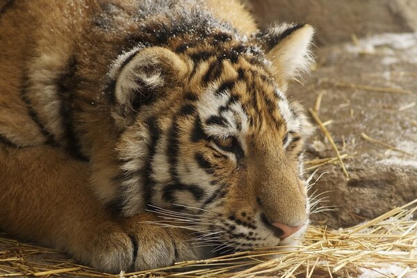 El tigre decidió descansar después de la caza