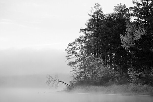 Orilla del lago en la niebla con árboles