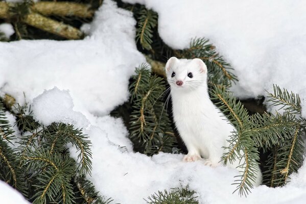 Ein weißer Hermelin versteckt sich in einem schneebedeckten Weihnachtsbaum