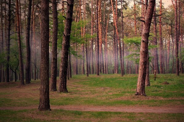 Forêt de pins et brouillard léger entre les arbres