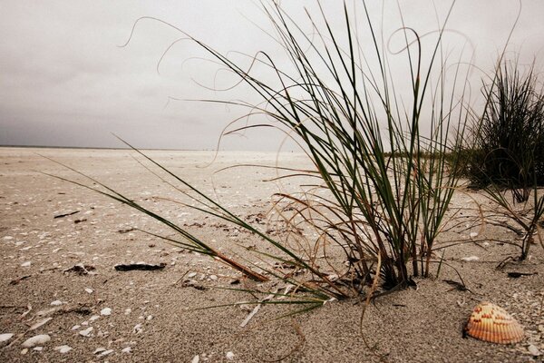 Erba che cresce in riva al mare. Conchiglia che giace sulla riva