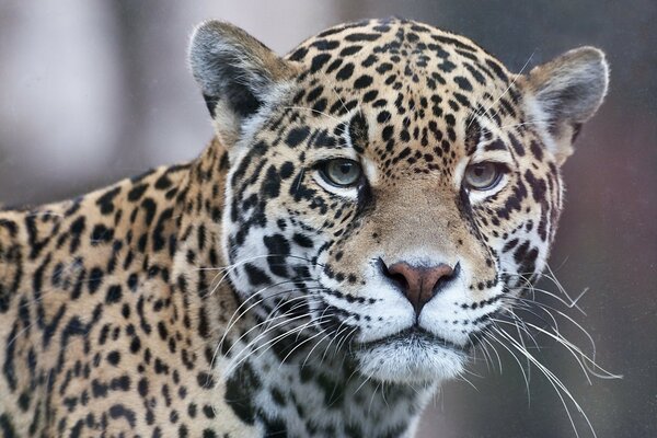 Jaguar fuerza de la naturaleza, mirada triste