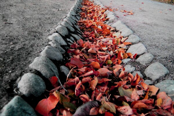 Les feuilles rouges font un chemin parmi les pierres