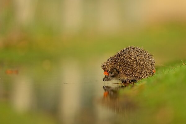 Ein Igel mit einem Blatt auf der Nase kam an den Bach 