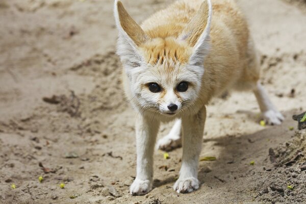 A little fox is standing on the sand