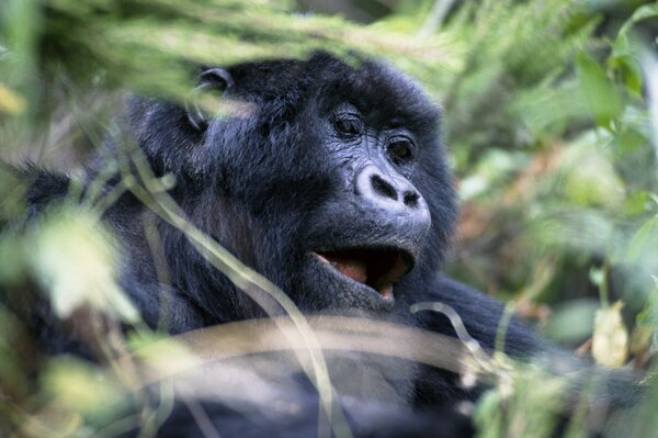 Gorilla in the wild with teeth