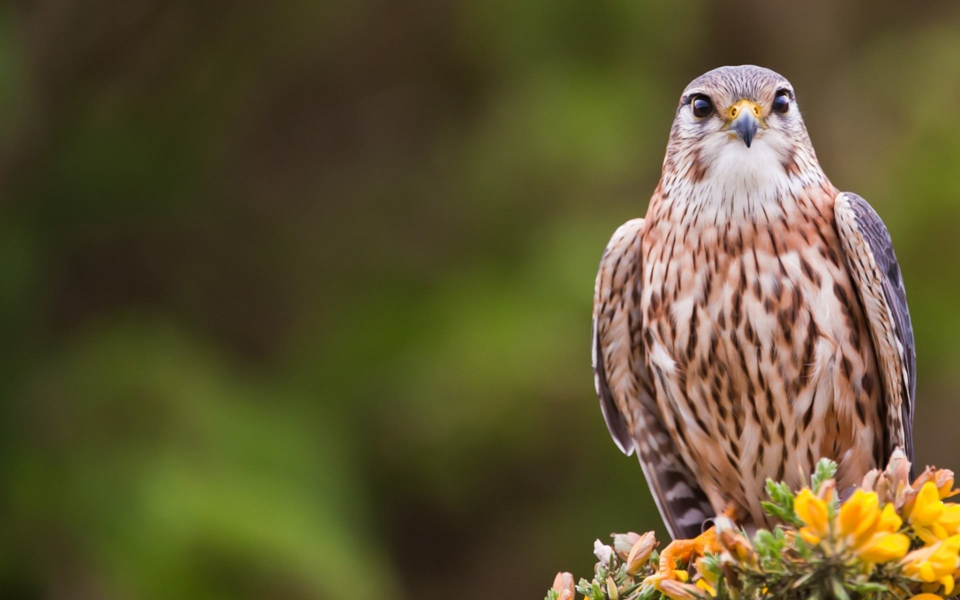 vögel kräht raubtier