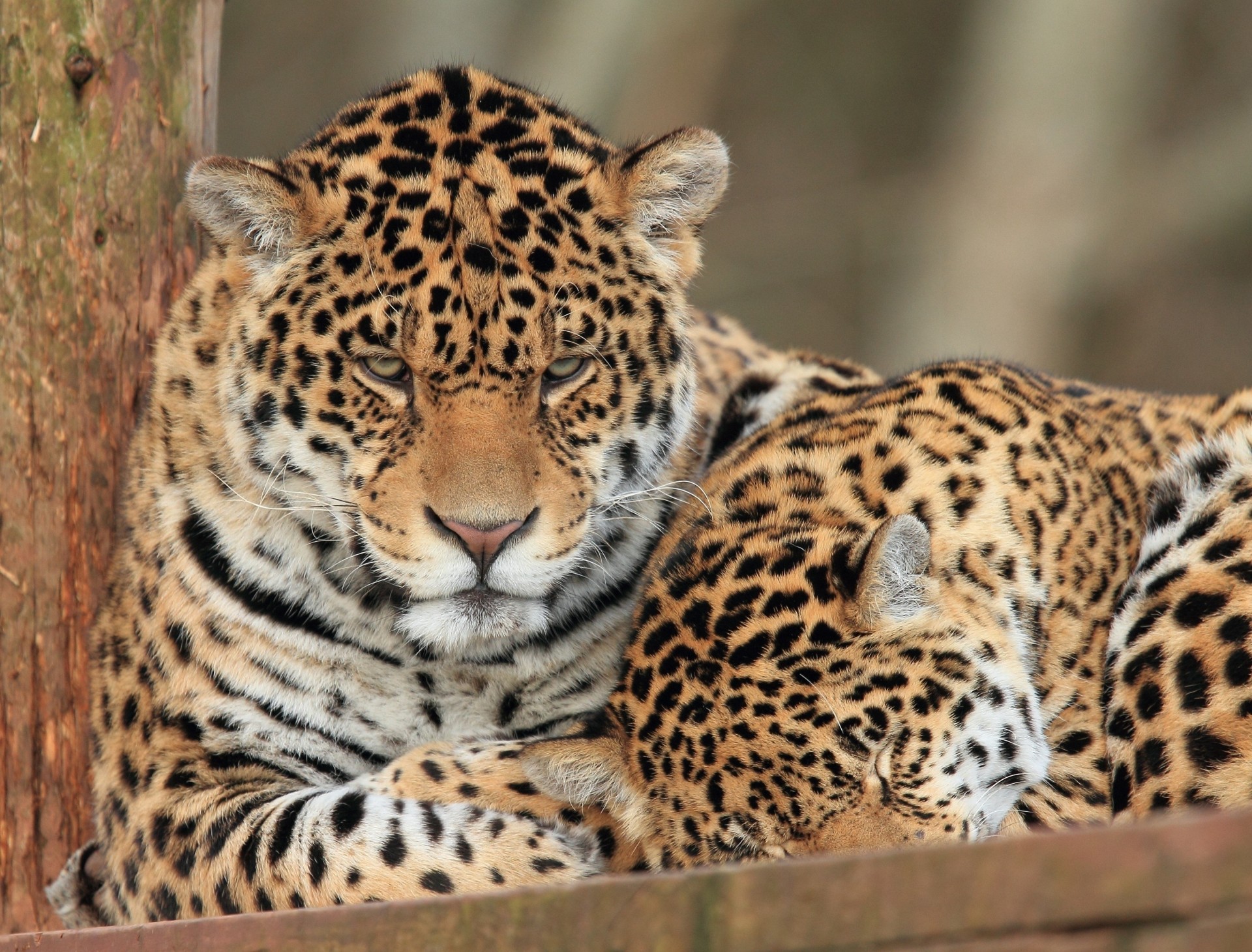 gatos salvajes jaguares pareja