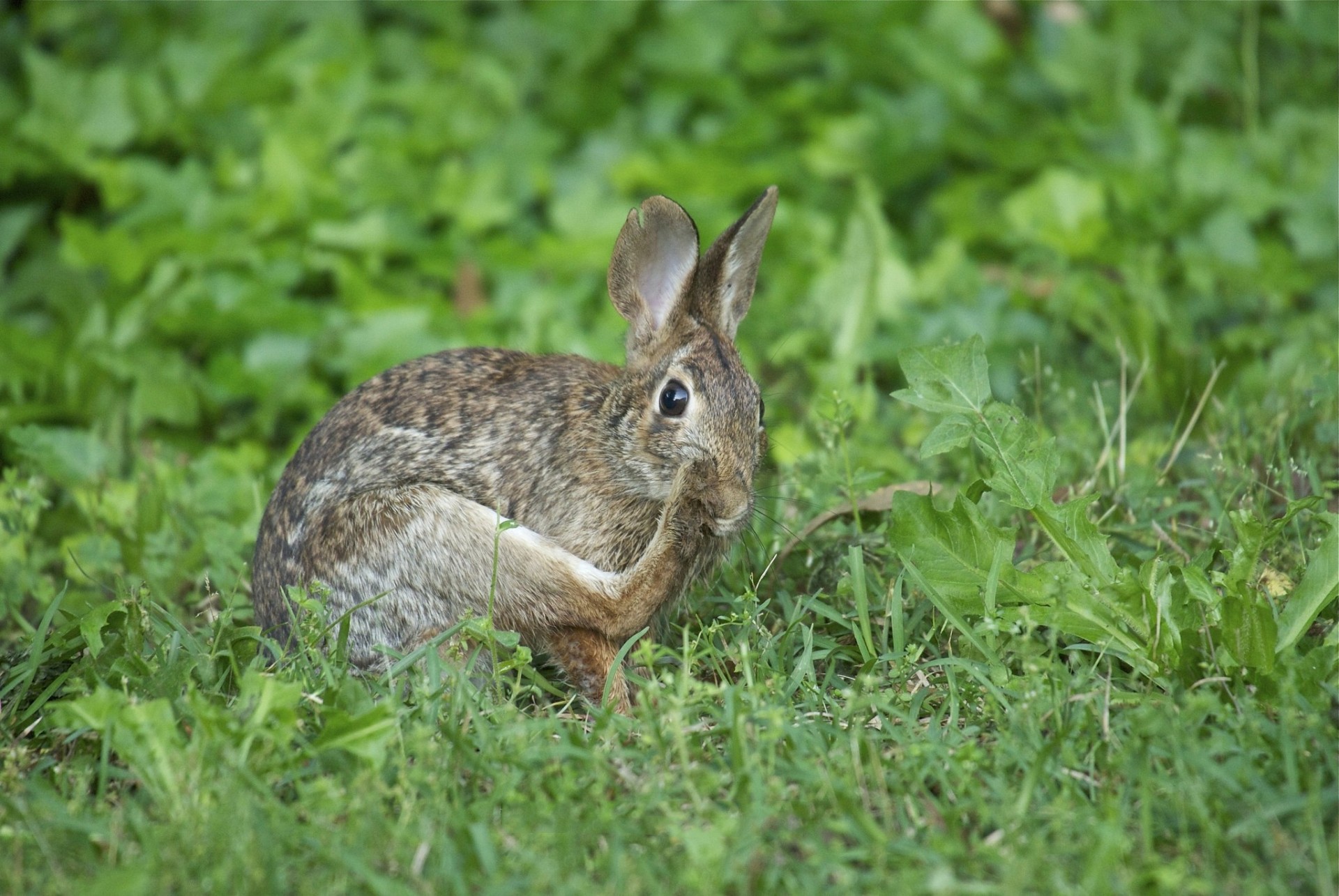 rabbit hare