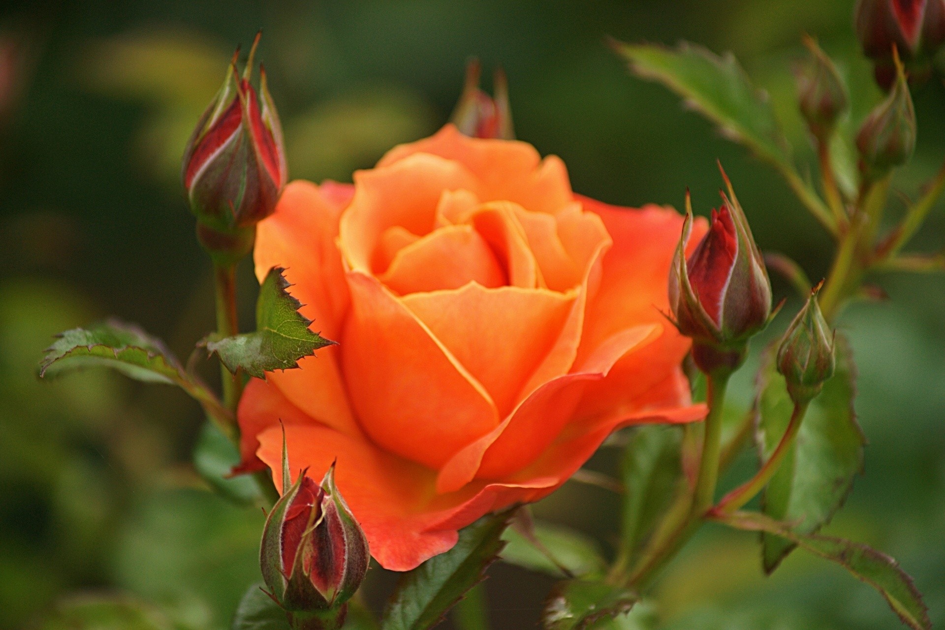 macro rosa brotes