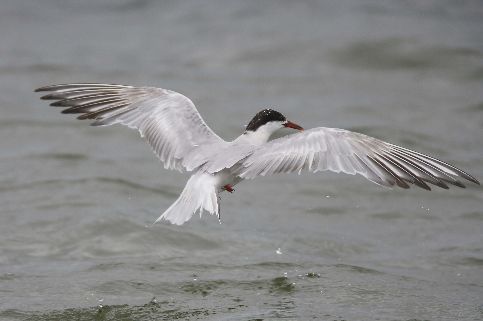 vögel möwe wasser