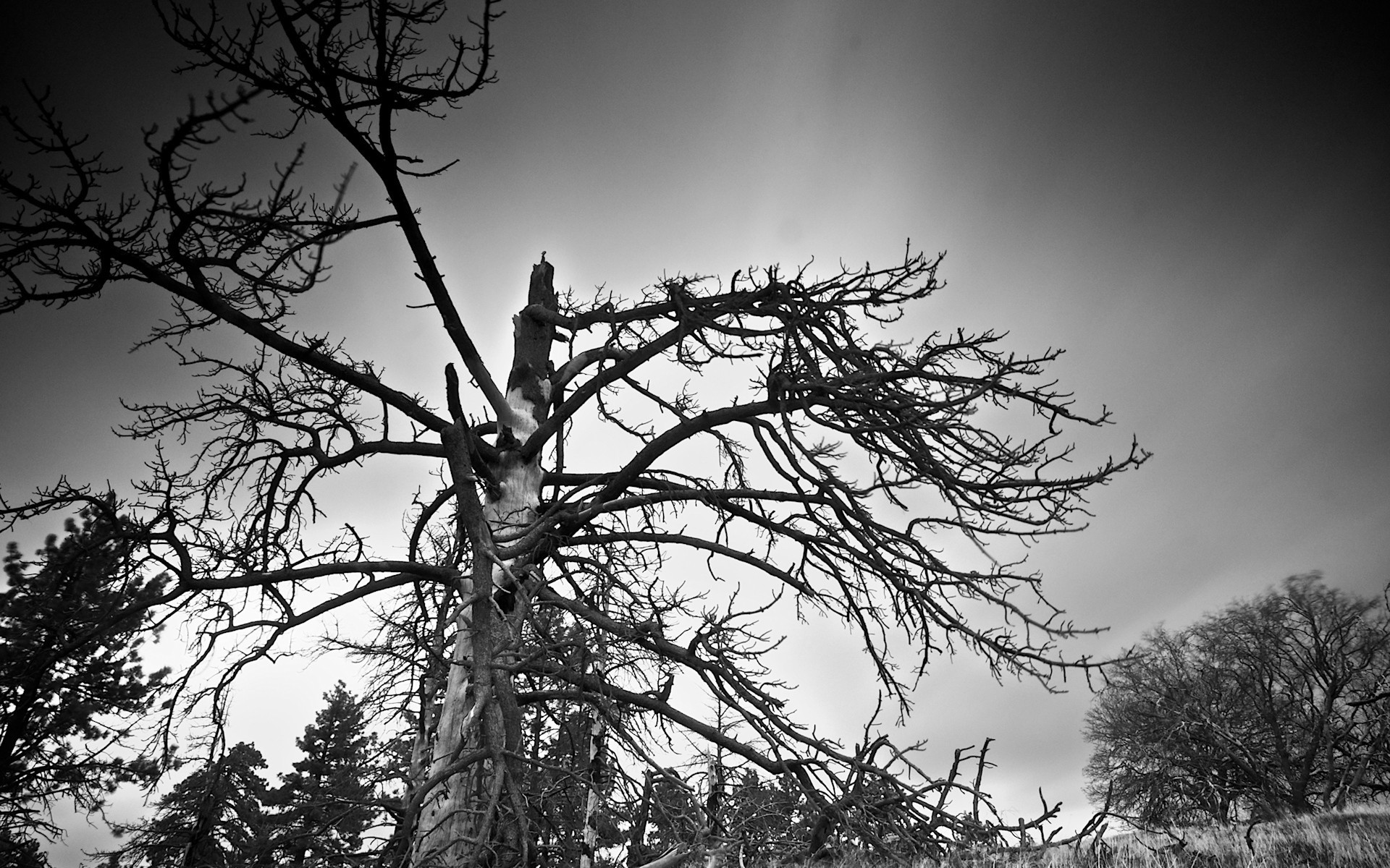 schwarz und weiß zweige baum