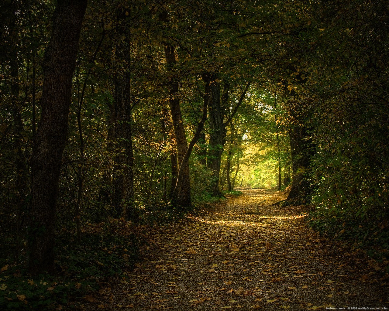 wald weg bäume blätter